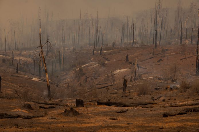 Er blijft niet veel over van dit bos in de buurt van Mariposa, Californië na de passage van de Oak Fire.