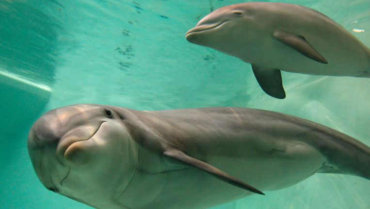 Een dolfijnen moeder met haar jong. Beeld REUTERS