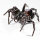 Naast bosbranden, overstromingen en giga hagelbollen gaan nu ook dodelijke spinnen Australië teisteren, waarschuwen experts
