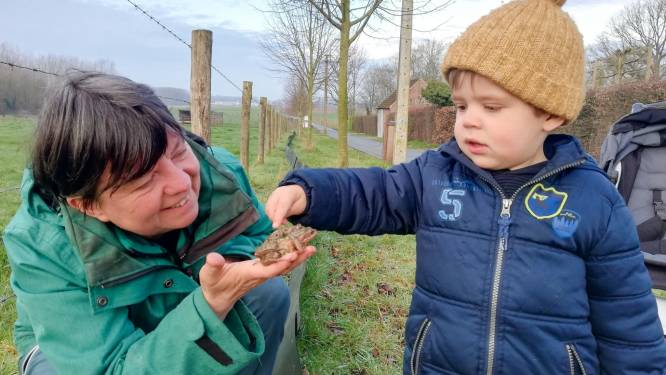 Natuurpunt Houtem helpt 646 amfibieën veilig de straat over