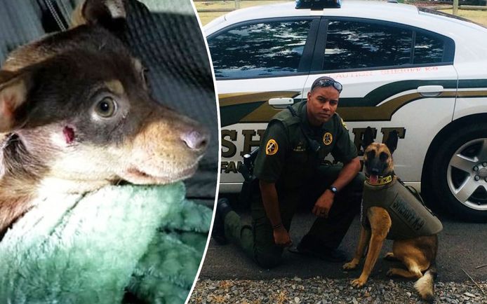 Deze agent schoot chihuahua Reese (links) neer. Die overleefde het, maar zijn kaak is wel verbrijzeld.