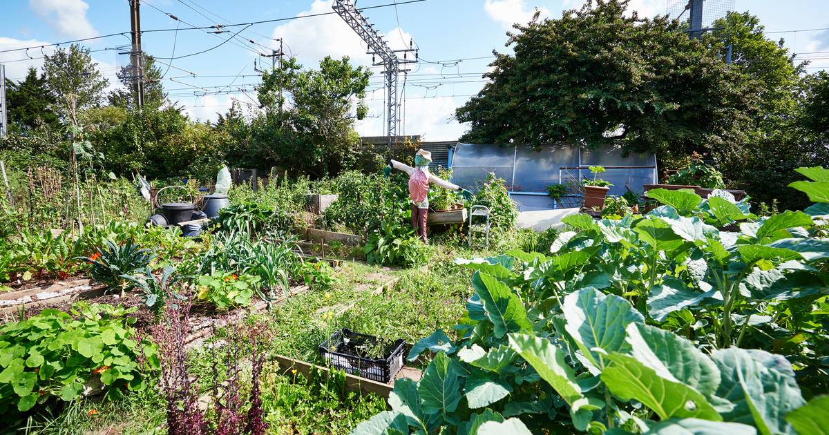 potager-pollu-aux-m-taux-lourds-r-sultats-rassurants-pour-les