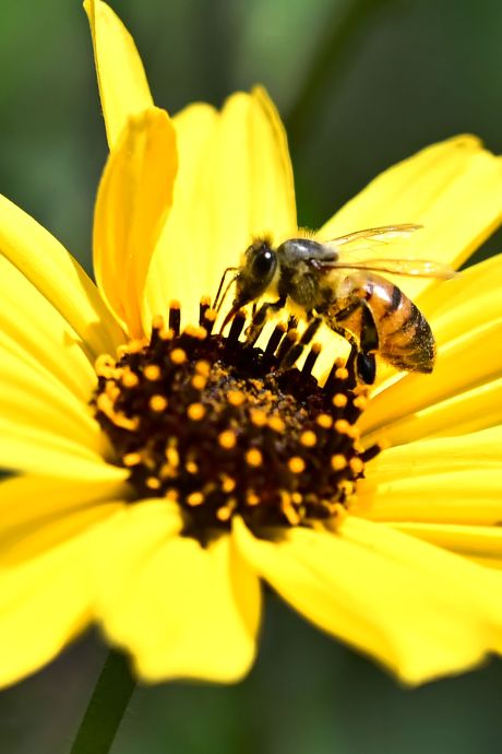 L’Institut flamand pour les abeilles lance l’alerte face à leur “mortalité massive”