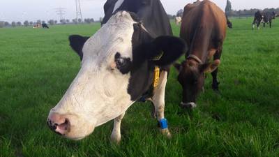 Boeren moeten toch koeien minderen