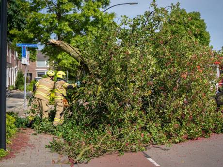 Groot deel van boom breekt af en komt op fietspad terecht in hartje Zevenaar