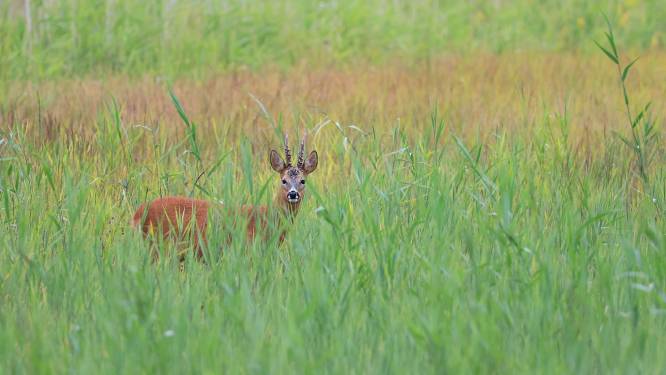 Ree rukt op in het Groene Hart, wordt het dier een gevaar op de weg? ‘Alert zijn kan geen kwaad’