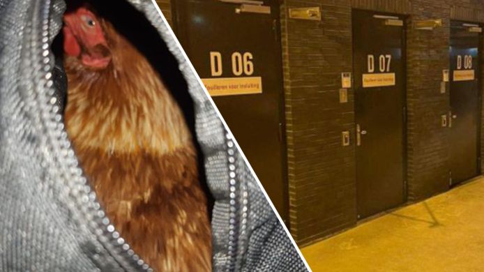 De kip die in een tas werd aangetroffen in het arrestantencomplex in Borne. Een vrouw uit Berkelland probeerde de vogel mee de cel in te smokkelen.