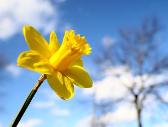 WEERBERICHT. Zon laat zich na bewolkte ochtend zien, maxima tot 14 graden