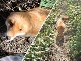 Engelsman redde zieke vos en bouwt unieke vriendschap op met het beestje