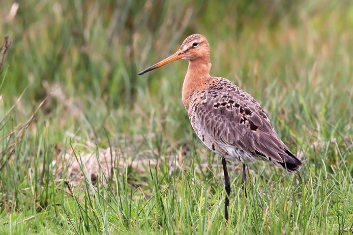 De grutto is een van de weidevogels die het moeilijk hebben in ons land. Volgens Vogelbescherming Nederland is het de hoogste tijd voor een landelijk onderzoek.