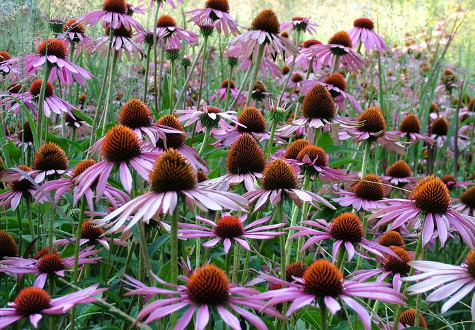 Het plantenextract 'Echinacea purpurea’ is afkomstig van de bloem rode zonnehoed.