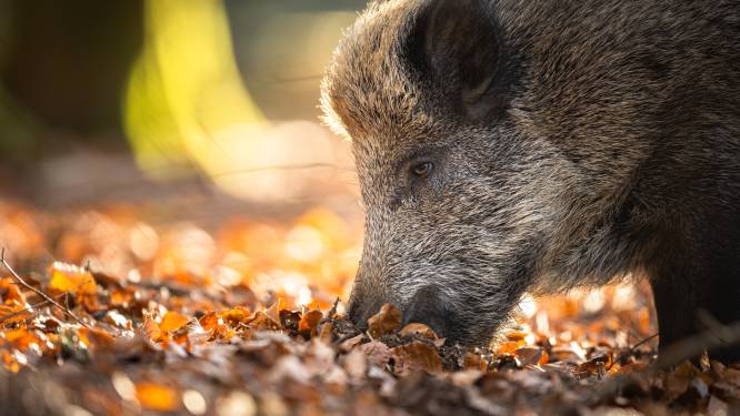 Wilde zwijnen gespot in woonwijk Eersel