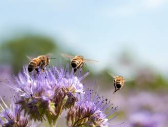 Wintersterfte onder bijen in Vlaanderen groeit