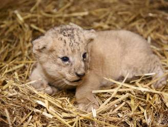 Zo schattig: klein leeuwtje geboren in dierenpark Pairi Daiza