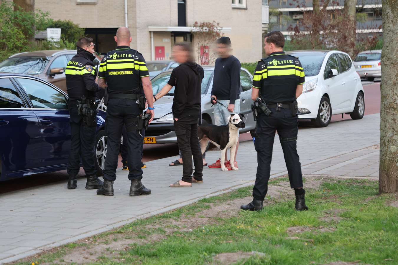 Hond bijt voor tweede keer andere hond dood in Den Haag, politie neemt dier in beslag Foto AD.nl