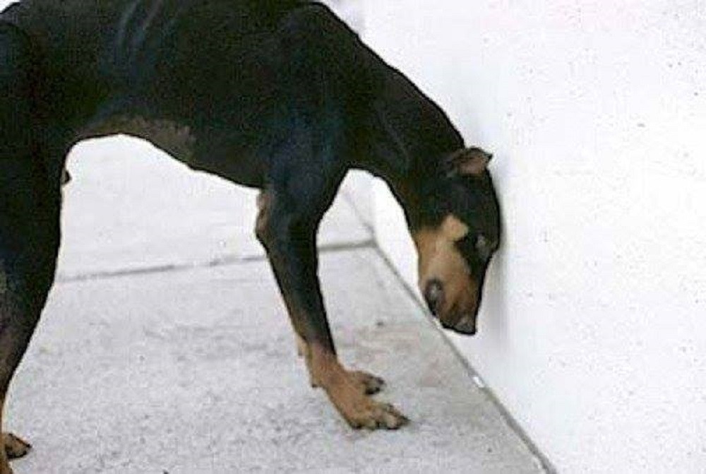Hond staat steeds met kop tegen muur hoe erg is dat? Foto AD.nl
