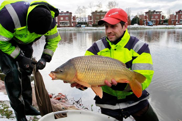 Vanaf dinsdag gaat waterschap Hollanse Delta de visstand onderzoeken, te beginnen bij de Gaatkensplas en Koedoodse Plas in Barendrecht. Foto ter illustratie.