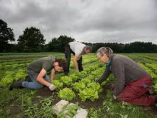 Verse groenten, maar het eerste lustrum heeft een wrange bijsmaak