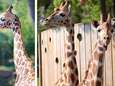 Girafje Essengo overleden in Pairi Daiza