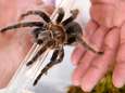 Politie vindt 98 (!) tarantula's in huis van spinnenliefhebber