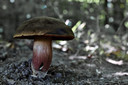 Heksenboleet (Boletus erythropus)