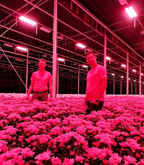 Beyond Chrysant veilt roze bloemen voor hospice in Delft
