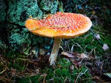 Herken jij de giftige paddenstoel? Speel de quiz!