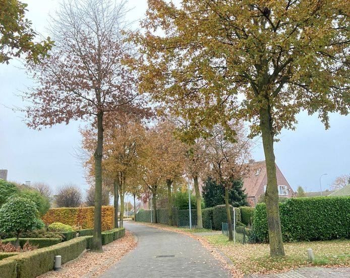 De 22 grote eiken in de Bosstraat worden gekapt na klachten van overlast.