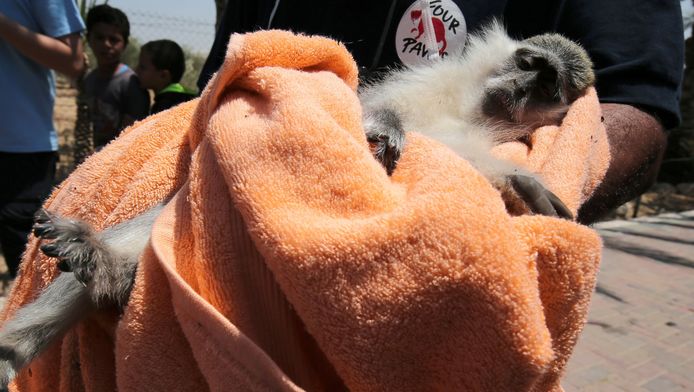 Een lid van de organisatie 'Vier poten' draagt een aapje uit de zoo in Gaza.