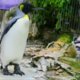 Video | pinguïn met watervrees krijgt zwemles
