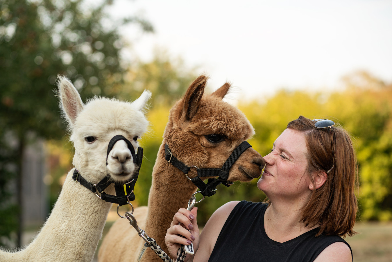 De kracht van dieren: Elise (37), Chris (56) en Jefke (12) volgen therapie met een alpaca en hond. “Ik begon steeds meer op mezelf te vertrouwen” Foto hln.be