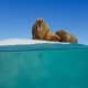 Vergaap u aan 'Blue Planet II: The Prequel': een voorproefje van de nieuwe reeks met Sir David Attenborough