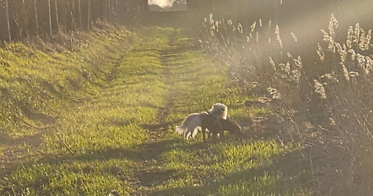 MIJN FOTO | Izzy en Dollie kunnen samen spelen