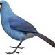 Bestaan deze vogels nog of zijn we ze kwijtgeraakt?