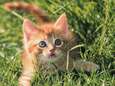 Les excuses du maire qui se vantait de tuer des chats 
