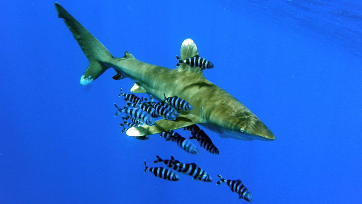 De oceanische witpunthaai. Foto: Wikimedia Commons Beeld 