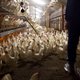 NVWA: dierenwelzijn in pluimveesector laat nog te wensen over
