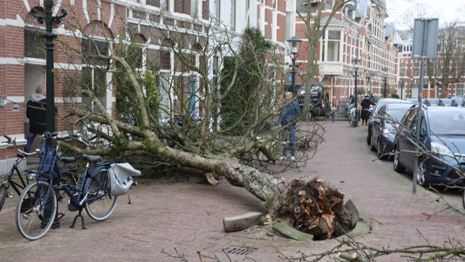 Eunice velt honderden bomen in Den Haag (ook monumentale): ‘Snel extra geld bij om ze te vervangen’