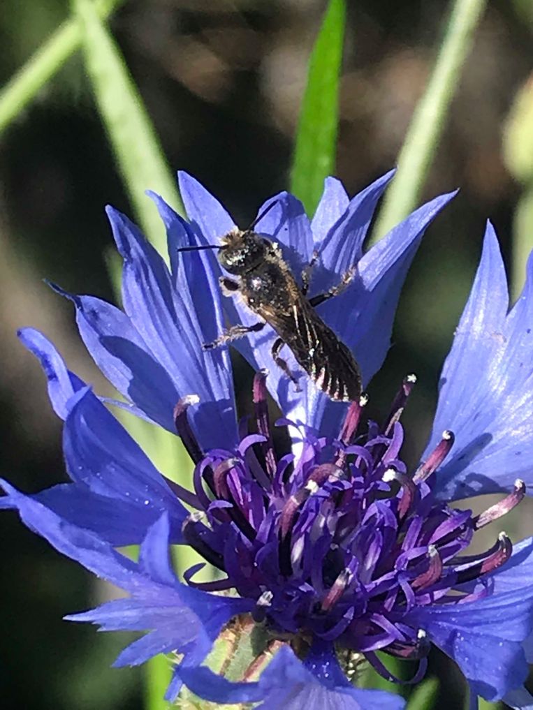 Grote klokjesbij op korenbloem. Beeld Caspar Janssen