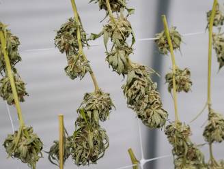 Cannabisteler krijgt achttien maanden cel voor wietplantage