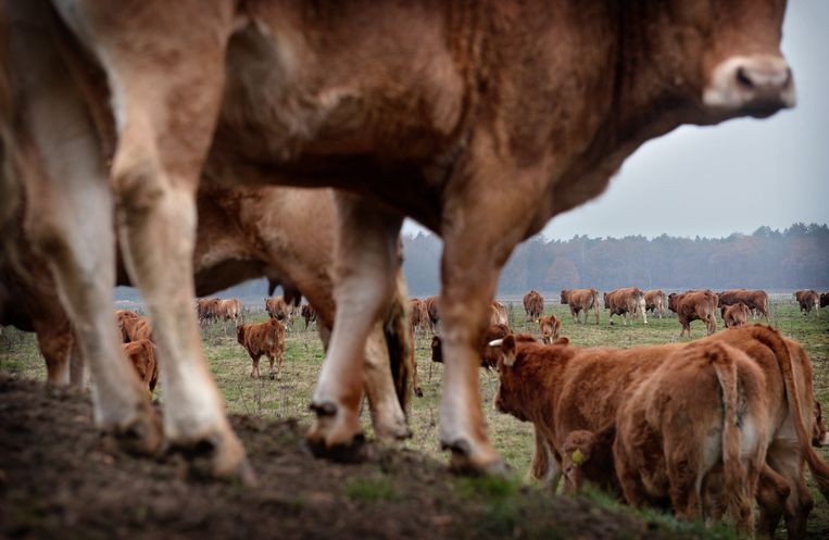 De Limousin-koeien van Har Smeets grazen wild in het Nationaalpark De Meinweg in Limburg. Beeld Marcel van den Bergh