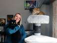 VIDEO Met Kat als voornaam was huisdierenfotografe voorbestemd om Europese prijzen te pakken: “Ik ben een rasechte ‘crazy cat lady’”