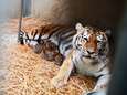Drie Siberische tijgerwelpjes geboren in Safaripark Beekse Bergen
