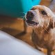 Deze 3 tips zorgen ervoor dat je hond eindelijk stopt met blaffen