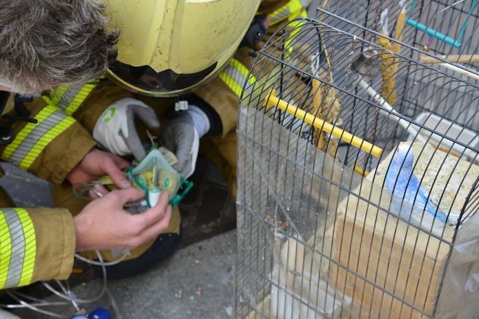 Brandweer dient parkieten zuurstof toe na brand in Breda