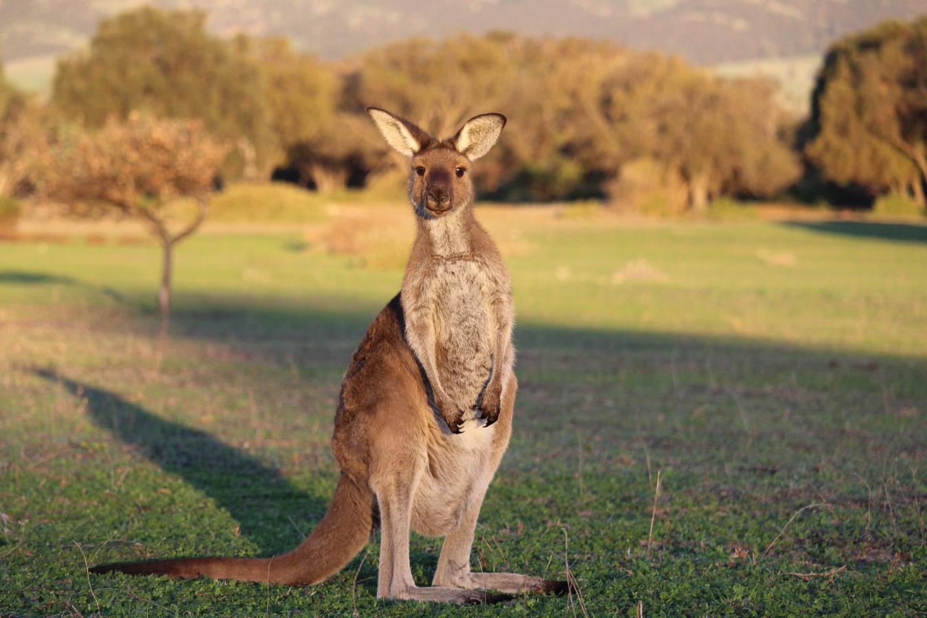 Zolang bedrijven kangoeroeproducten blijven verkopen blijft de jacht op deze dieren voortduren, stelt World Animal Protection.