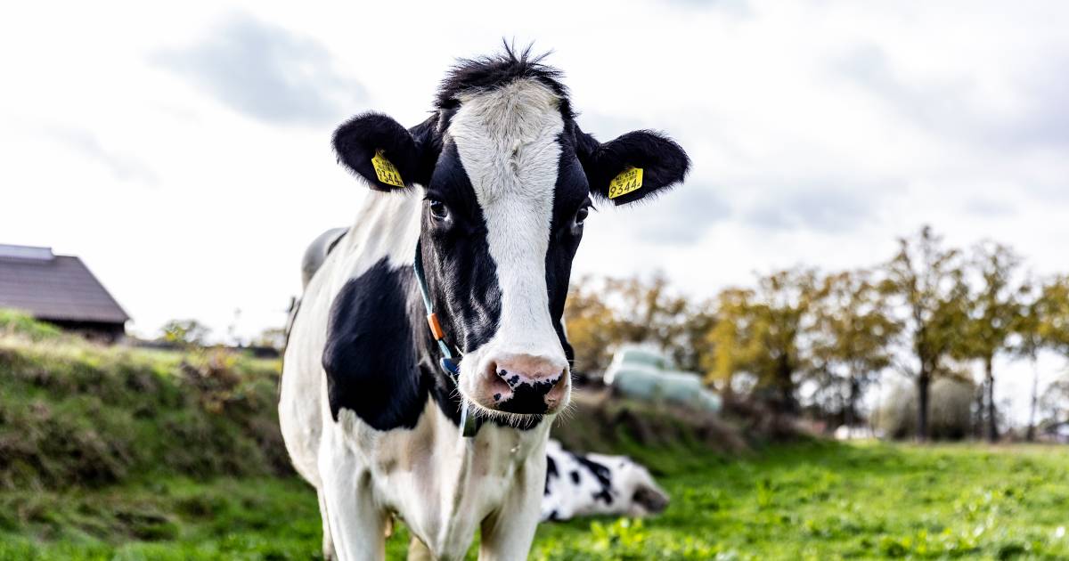 Wandelaar (67) overlijdt na aanval van kudde koeien