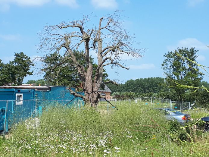 Overleeft de perenboom of wordt het