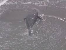 Un cadavre de baleine bleue s'échoue sur une plage de Namibie