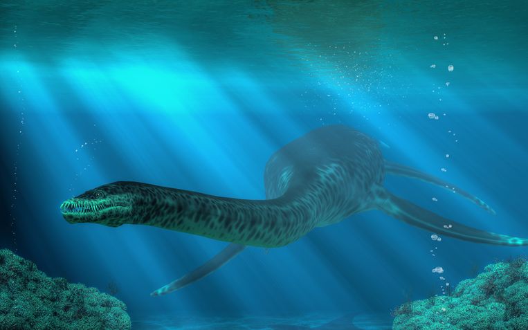 Mogelijk is het ei afkomstig van een plesiosaurus.